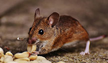 24 Hour & Emergency Exterminators in Colrain, MA